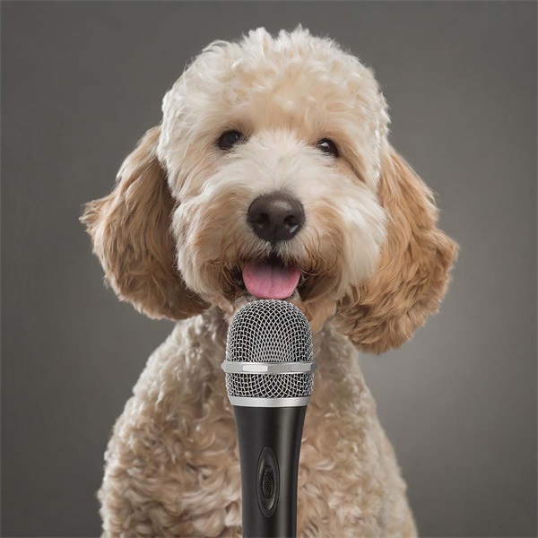 Nedis MPWD50BK dinamikus mikrofon, 5m levehető kábel, 50Hz-15kHz,  600 Omh, 72dB, utazó tok, integrált kapcsoló, fekete - Image 3